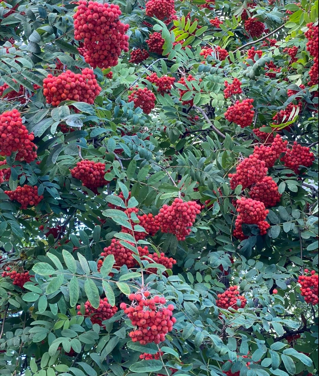 花楸木材优缺点,欧洲花楸极佳园林观赏树种