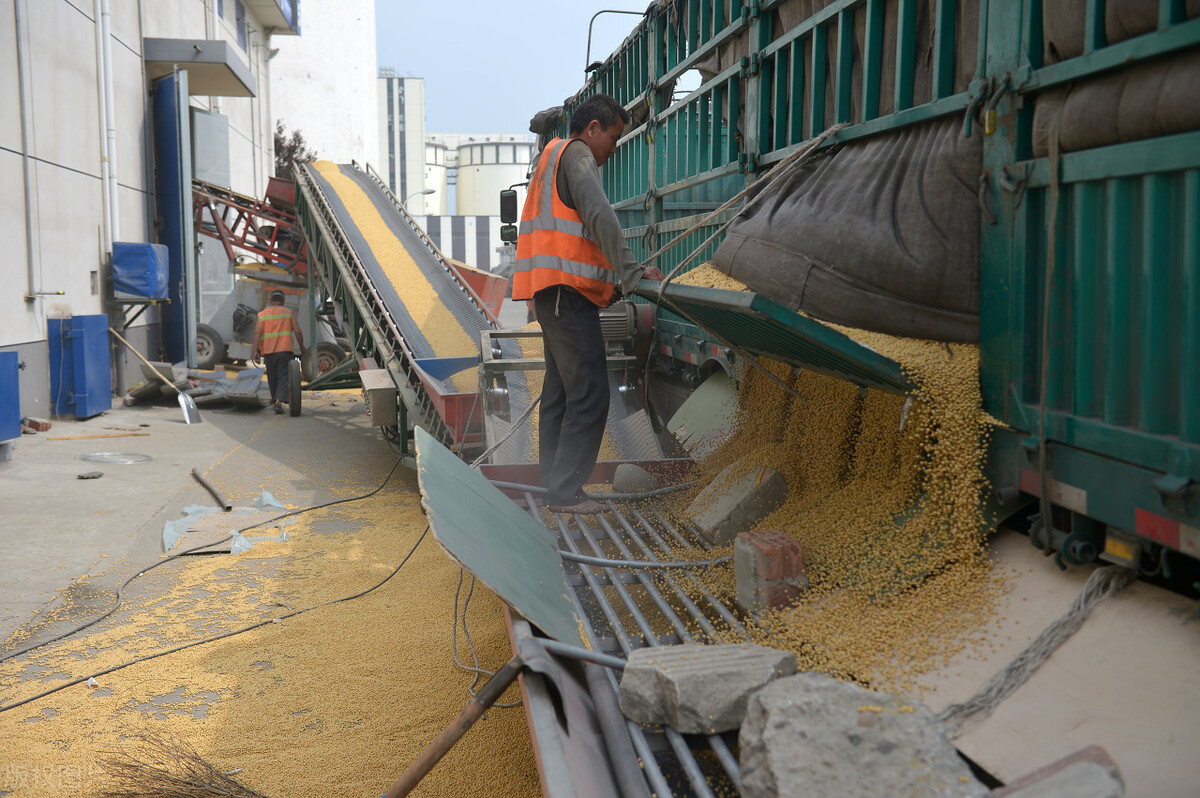 黑龙江大豆今天大豆期货价格,转基因大豆和非转基因大豆价格