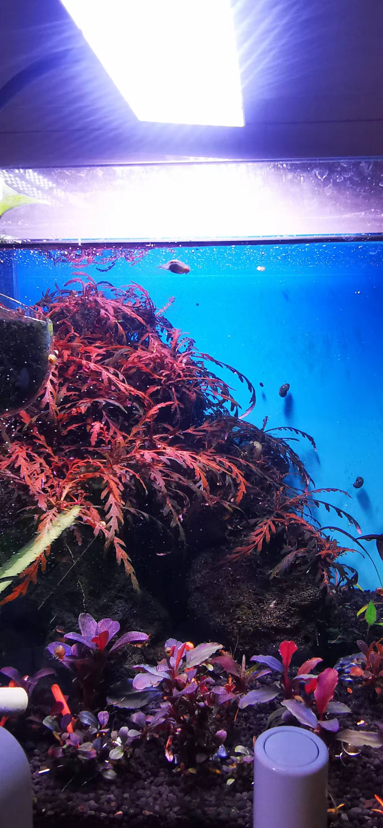 藻类植物可以预防疾病吗,杀菌盐可以预防藻类吗