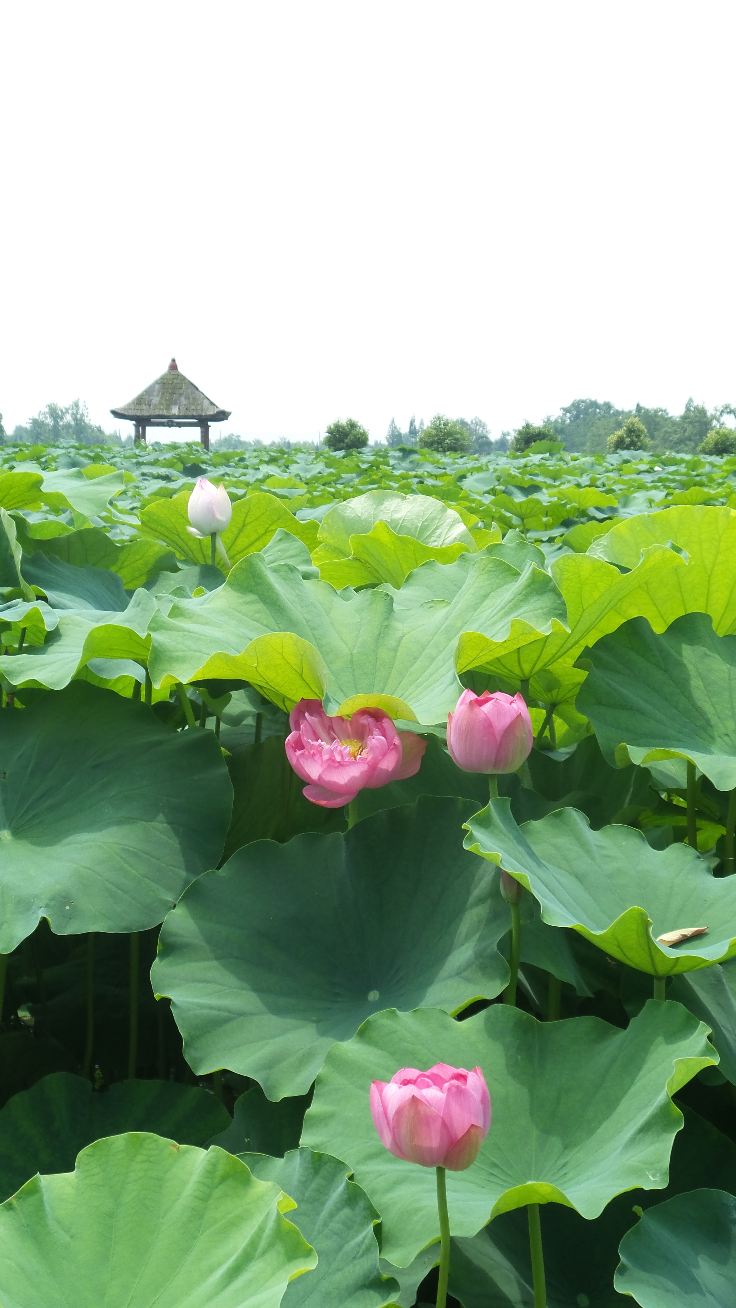 烈日炎炎赏荷花清凉一夏,京郊赏荷领略夏日之美