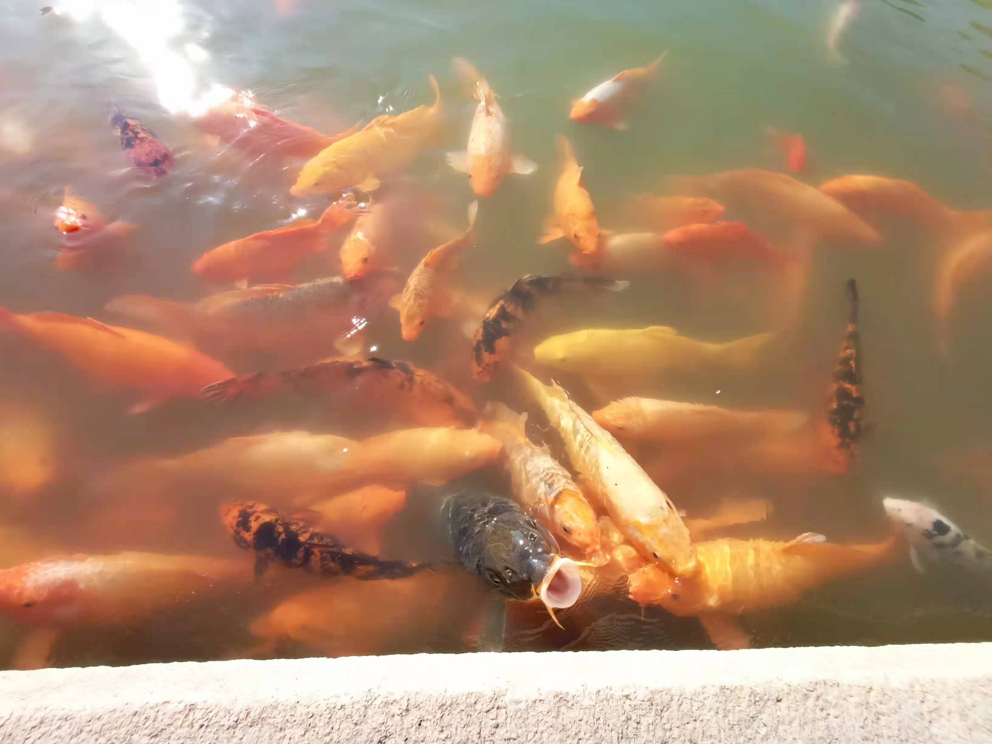 人在画中游图片,人在画中游视频大全