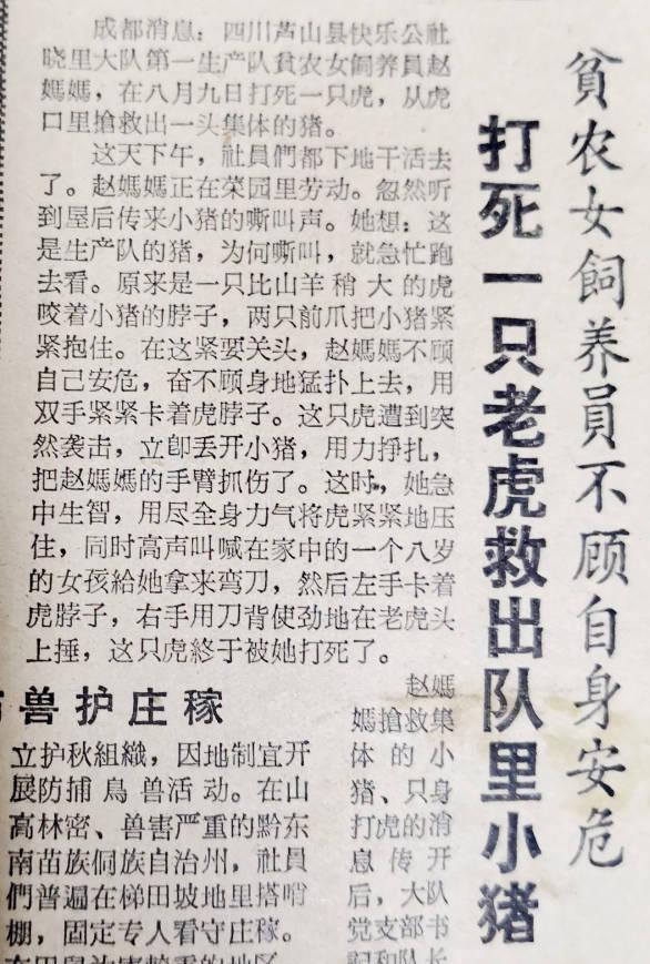 四川到处是老虎为什么不吃大熊猫,大熊猫被老虎吃掉的真实事件