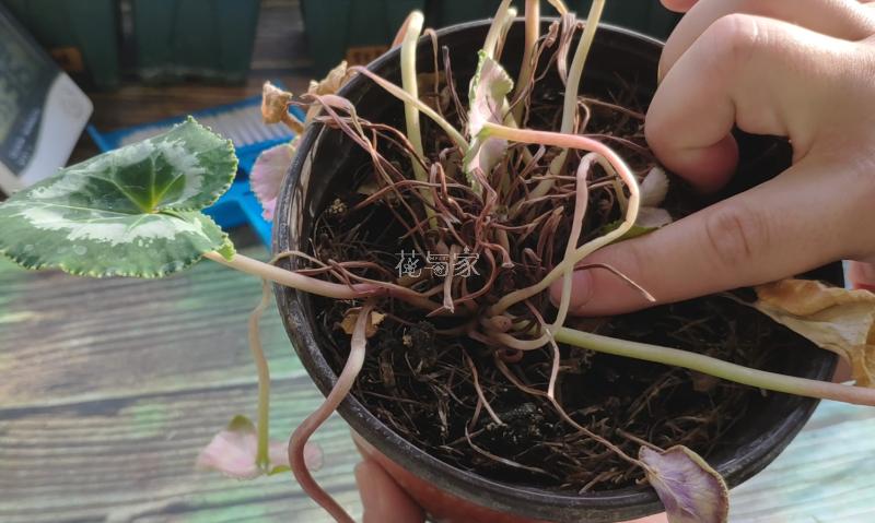 高温天气种植物会死吗,为什么天气热种花不能活