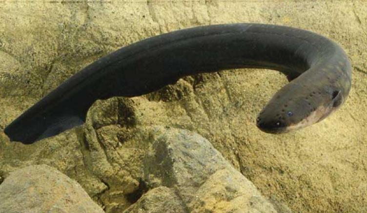 鳄鱼袭击电鳗打法视频,鳄鱼被电鳗电死