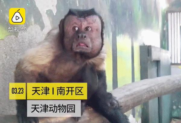 国字形脸的猴子,国字脸和络腮胡的猴子