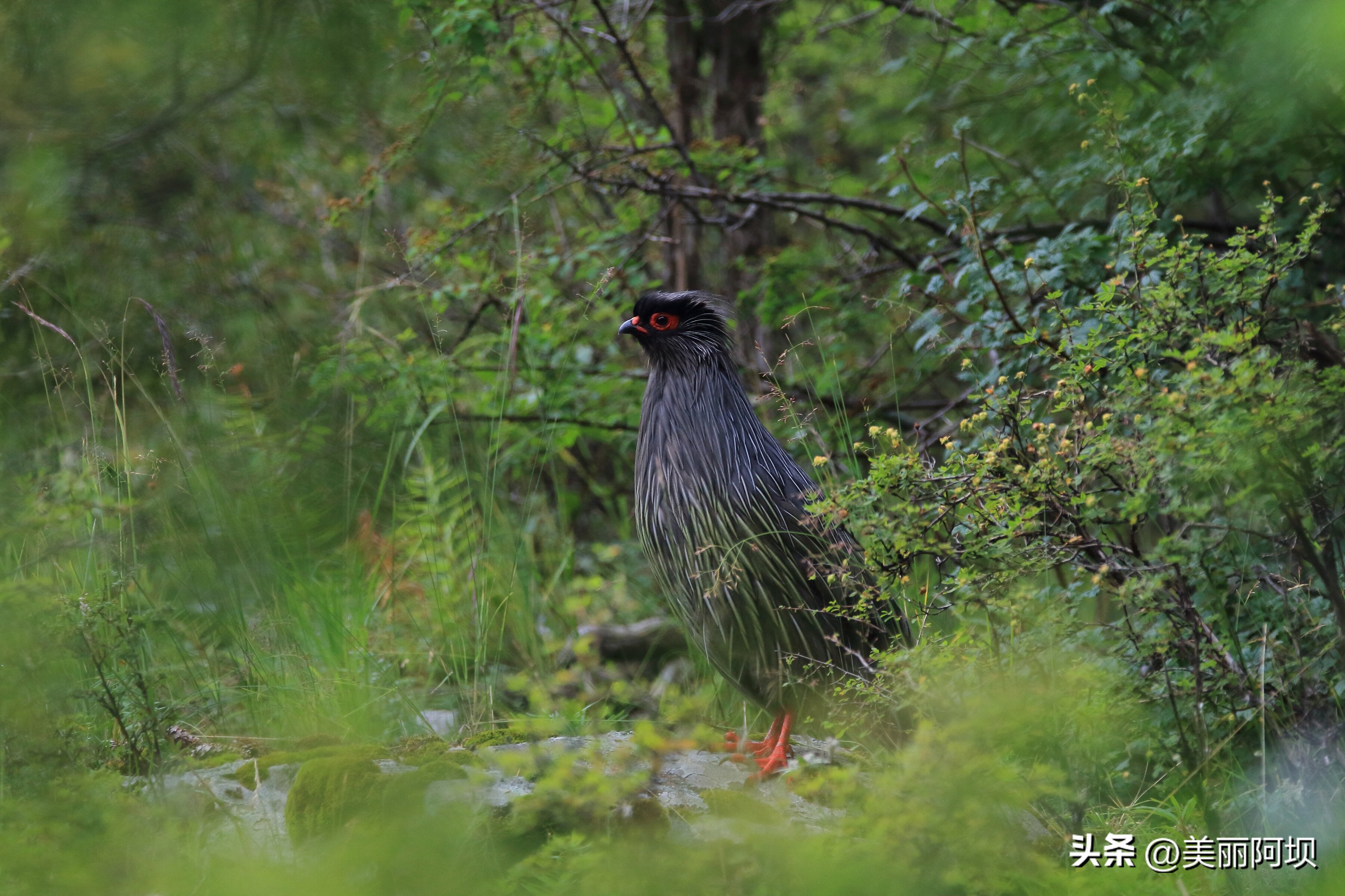 景区推荐附近动物,适合乡村景区动物推荐
