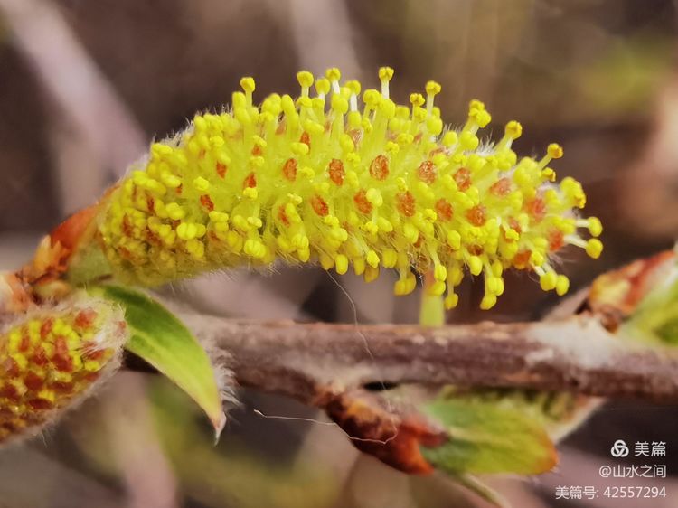 呼伦贝尔发现远古时代人工打制的绿色石柳叶揭开＂尚柳＂起源之迷