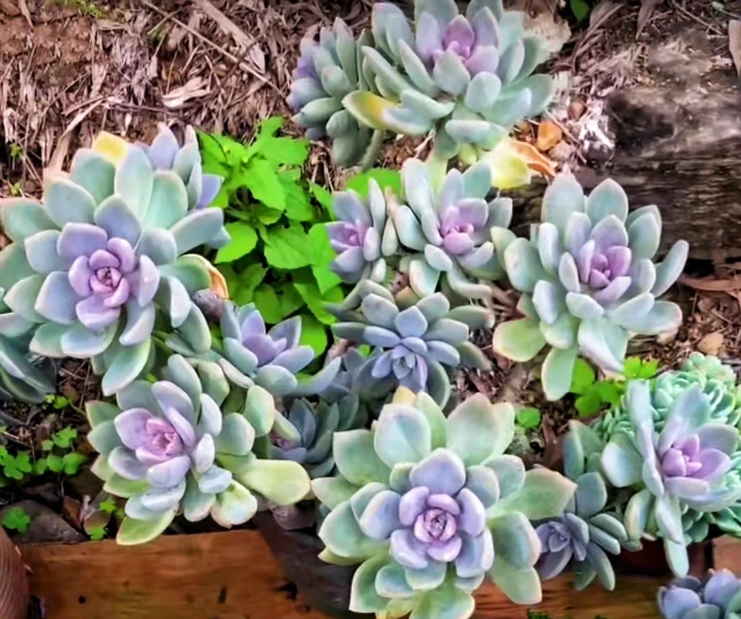 便宜又好养的5种多肉,皮实好养容易出状态的多肉有哪些