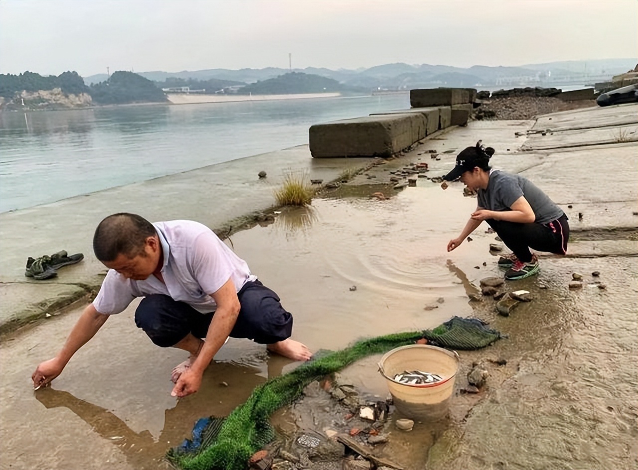 百斤大鱼若隐若现，小鱼大量搁浅，为何长江鱼的恢复还任重道远