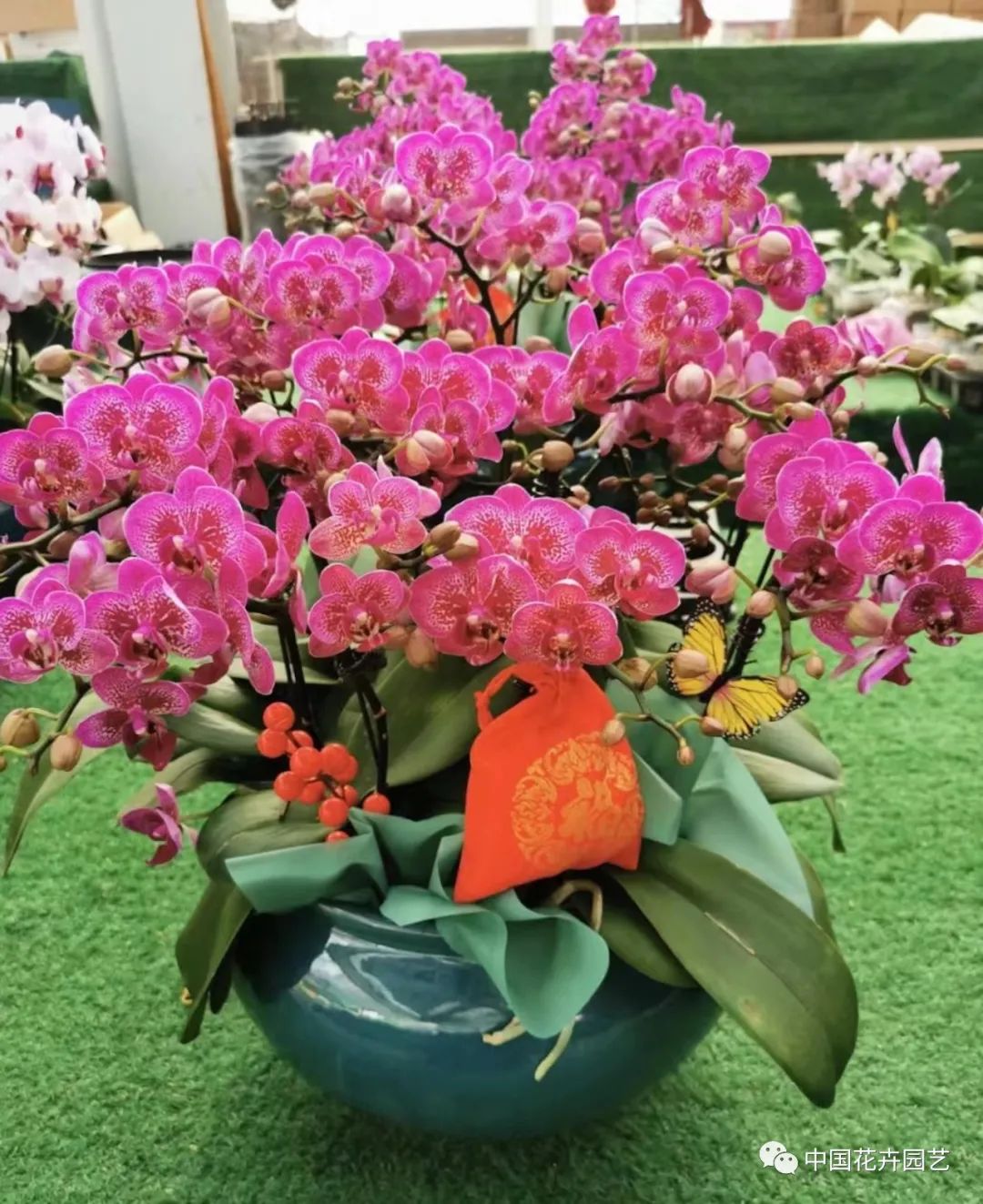 蝴蝶兰大红花品种有哪些,蝴蝶兰春节发货
