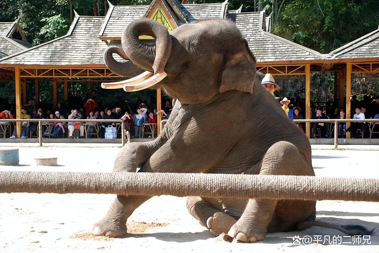 小众旅游景点西双版纳动物园,西双版纳动物多的景点