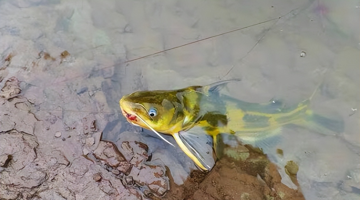 带毒刺的鱼被人抓到会怎么样,钓鱼毒鱼为什么不能彻底解决