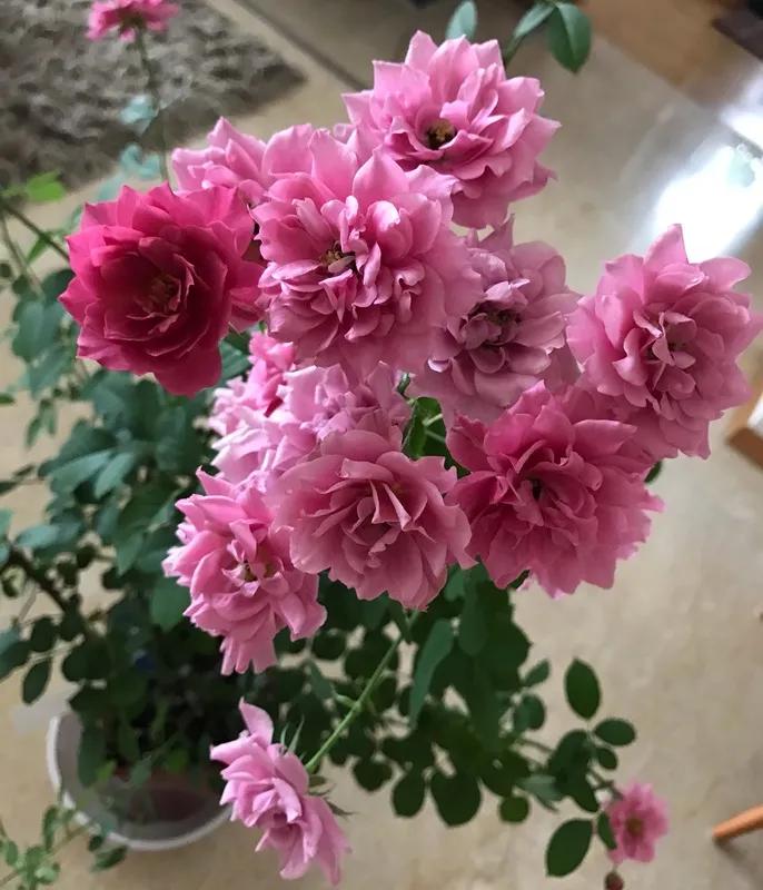 日本月季耐阴品种,日本葵月季适合两广吗