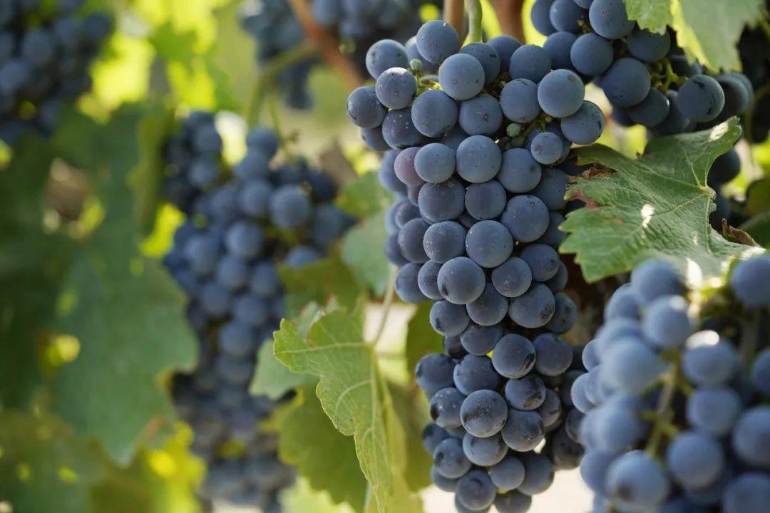 法国葡萄酒酿制教程全过程,正确的葡萄酒酿制方法是什么