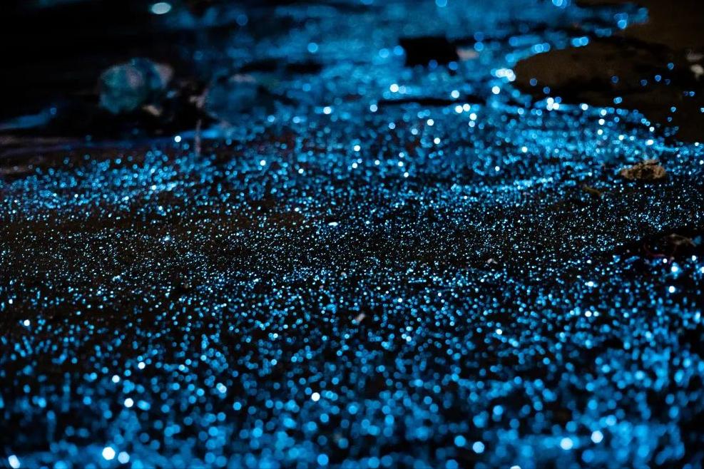 天津东疆港蓝眼泪出现时间,游玩天津东疆港攻略