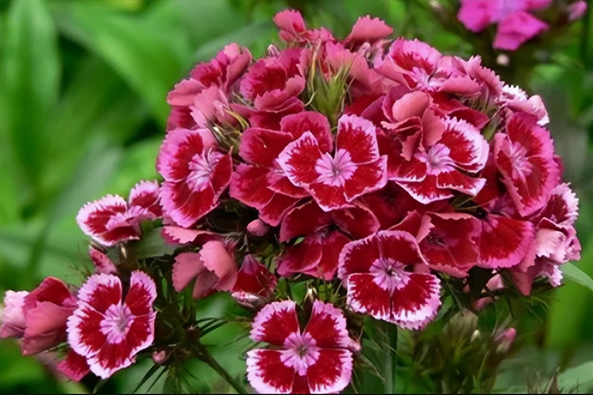 5种花开不败家里养23盆赏花一整年,种植土里7天就爆盆的植物