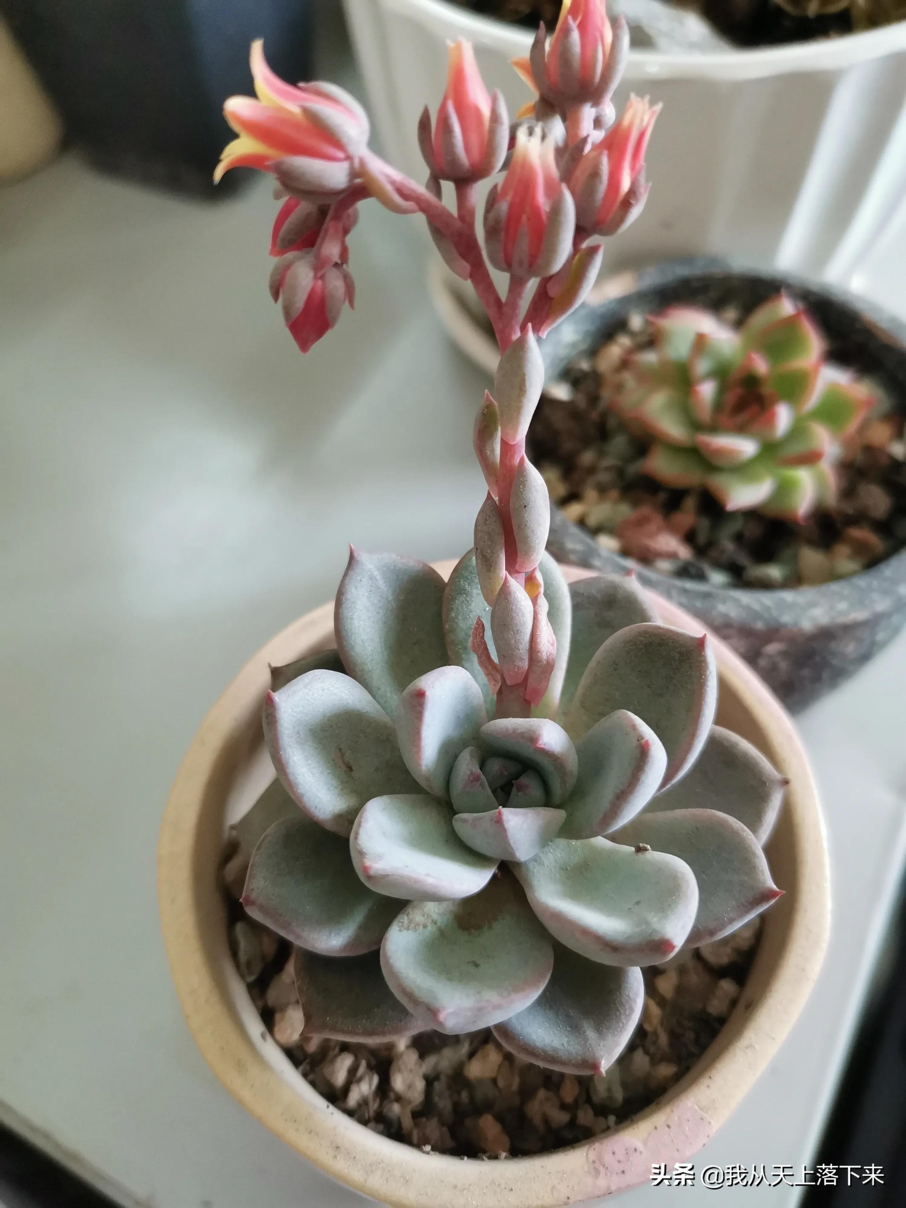 多肉品种及图片大全欣赏,多肉品种辨别图片大全欣赏