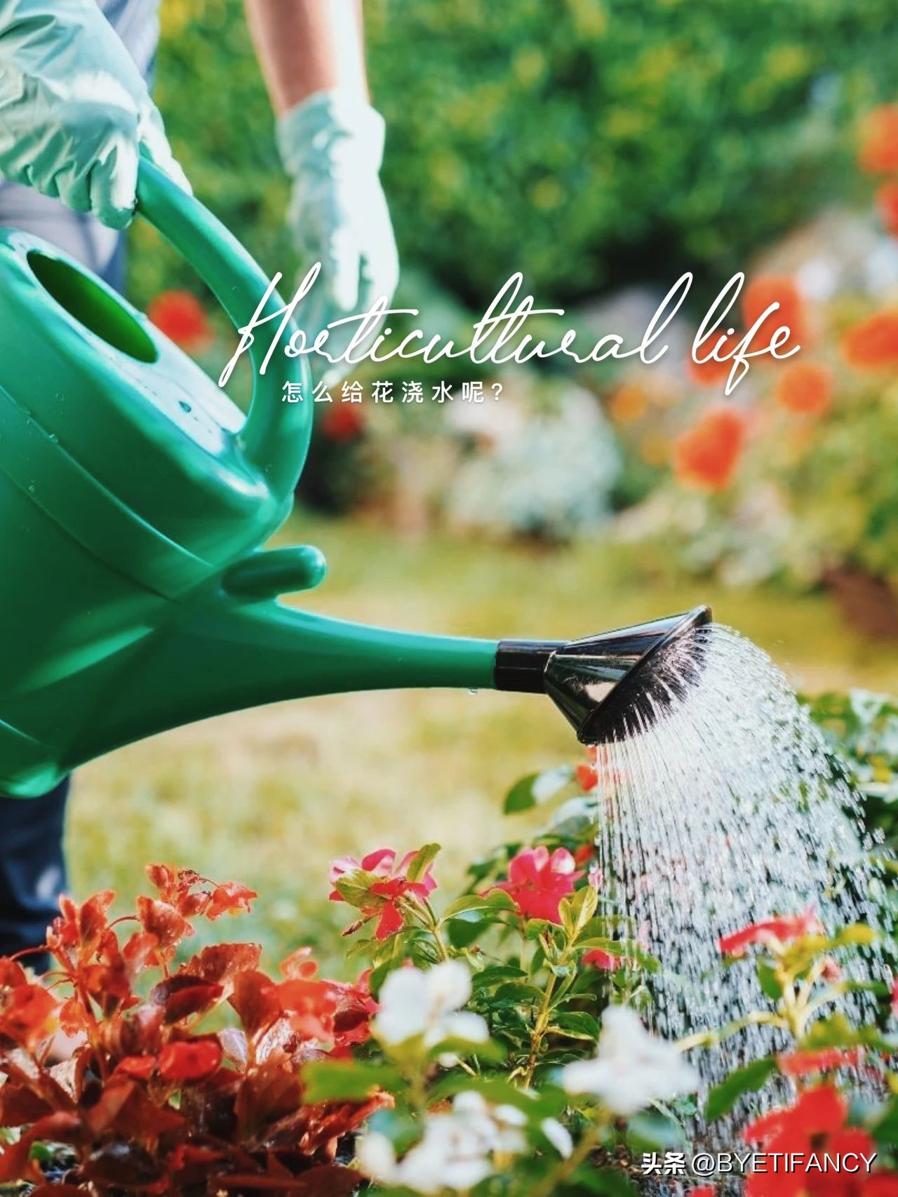 小红给花浇水,冬季怎样给花浇水