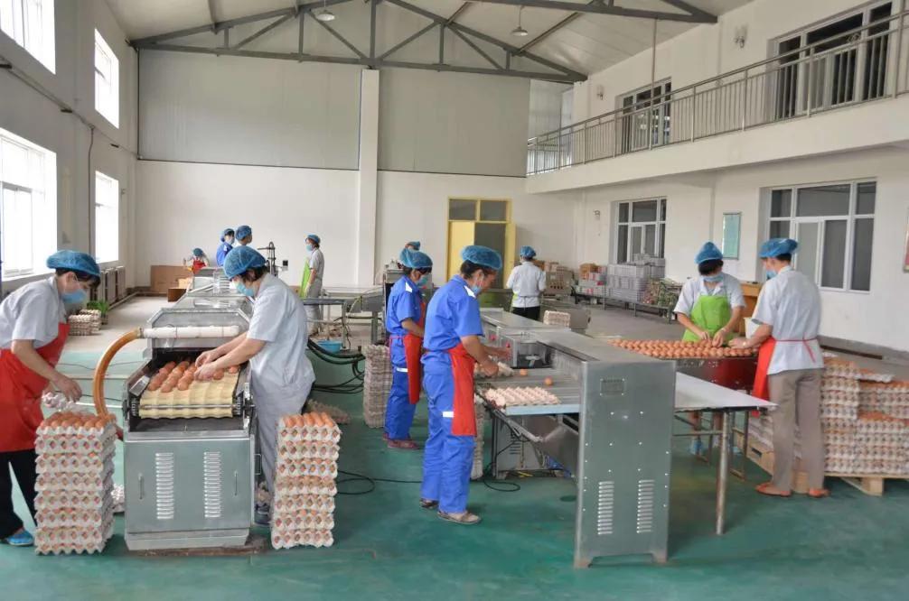 山东养心菜种植基地,河南养心菜种植基地