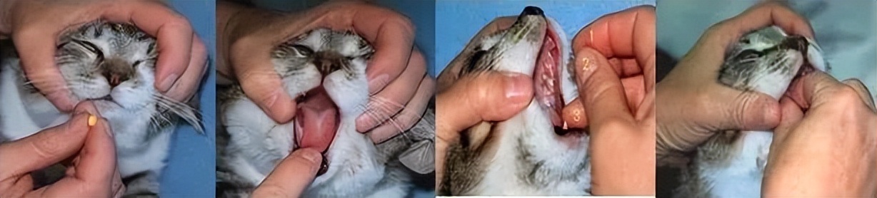 猫喂药喂不进去怎么办,给猫喂糖浆喂药技巧