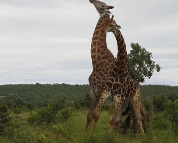 动物交，配时间表，最短0.3秒，最长的竟然是……