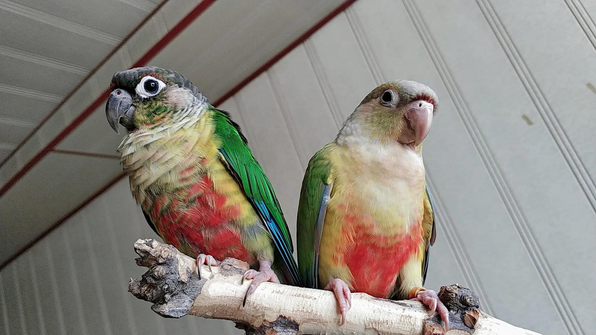 鹦鹉太粘人是什么感觉,怎么养鹦鹉粘手