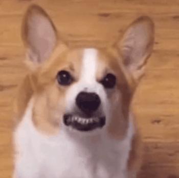 沫子感谢大哥礼物,沫子鞠躬谢礼物