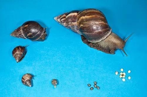 非洲大蜗牛入侵美国，每年可产5窝，花费数百万美元没法治理