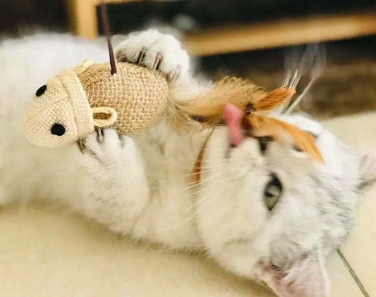 发情期猫咪夜夜笙歌怎么办？家里养猫的看过来，应对办法在这里