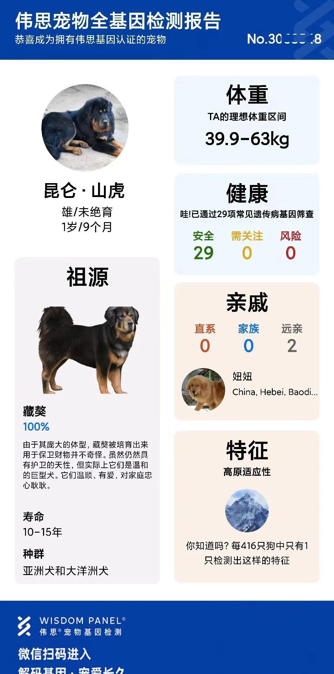 西藏纯种藏獒繁殖基地,藏獒养殖技术教学视频播放