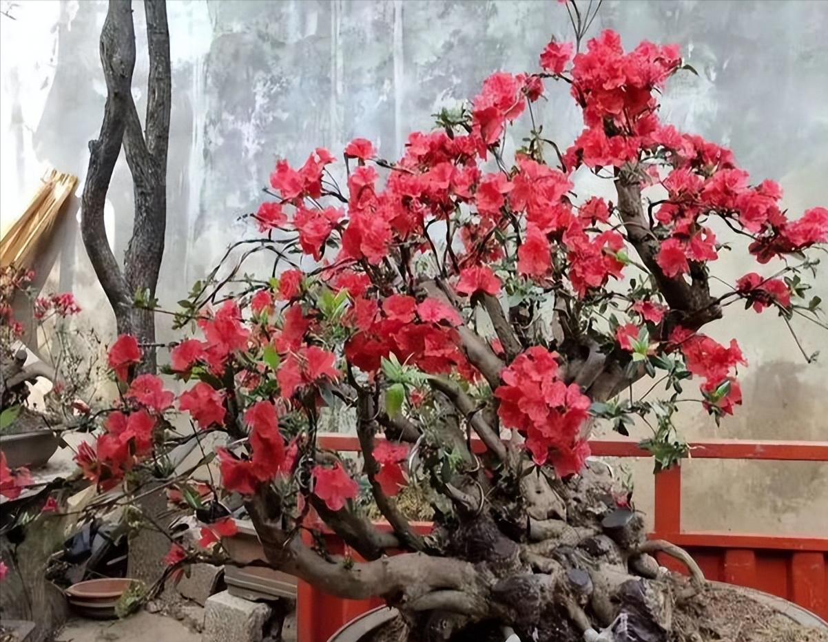 养桩,养盆景桩全部用河沙可以吗