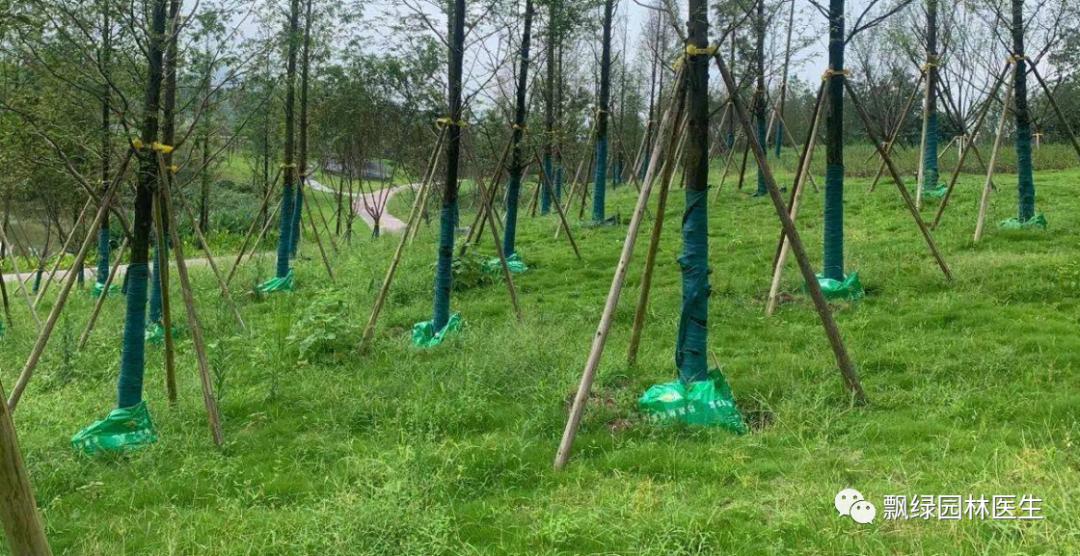 草坪苗木生长抑制最好方法,草坪灌木苗的养殖方法