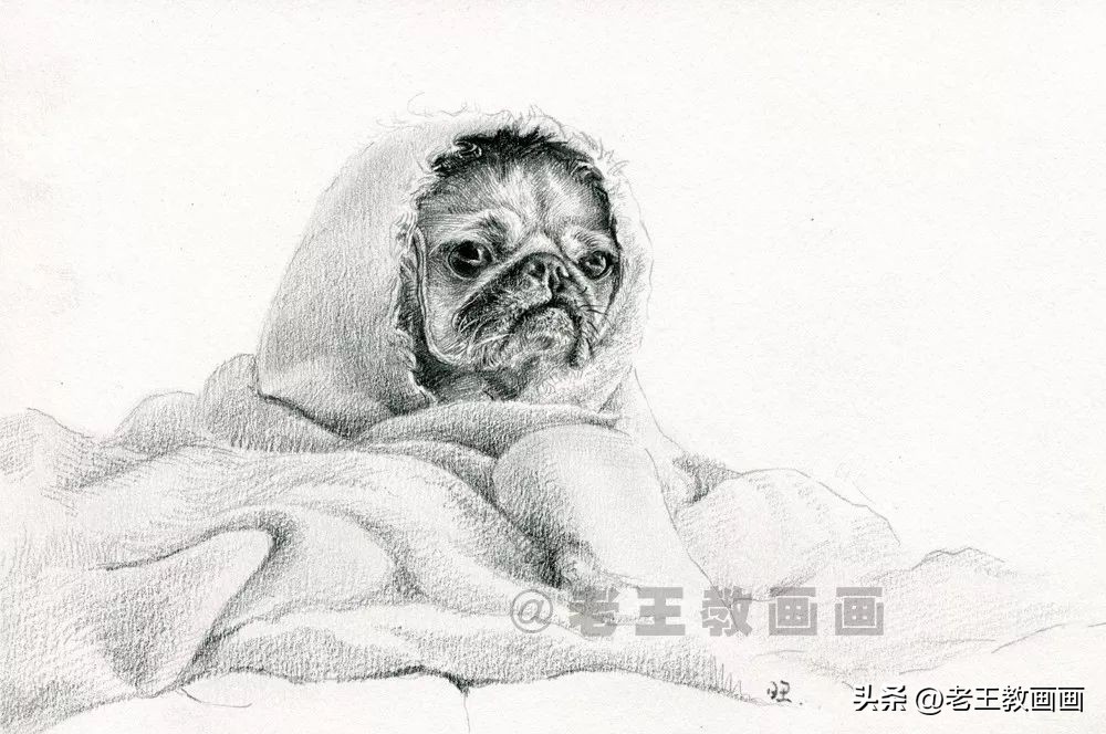 如何画不同的狗狗素描画图片,素描画小狗详细教程画得要逼真
