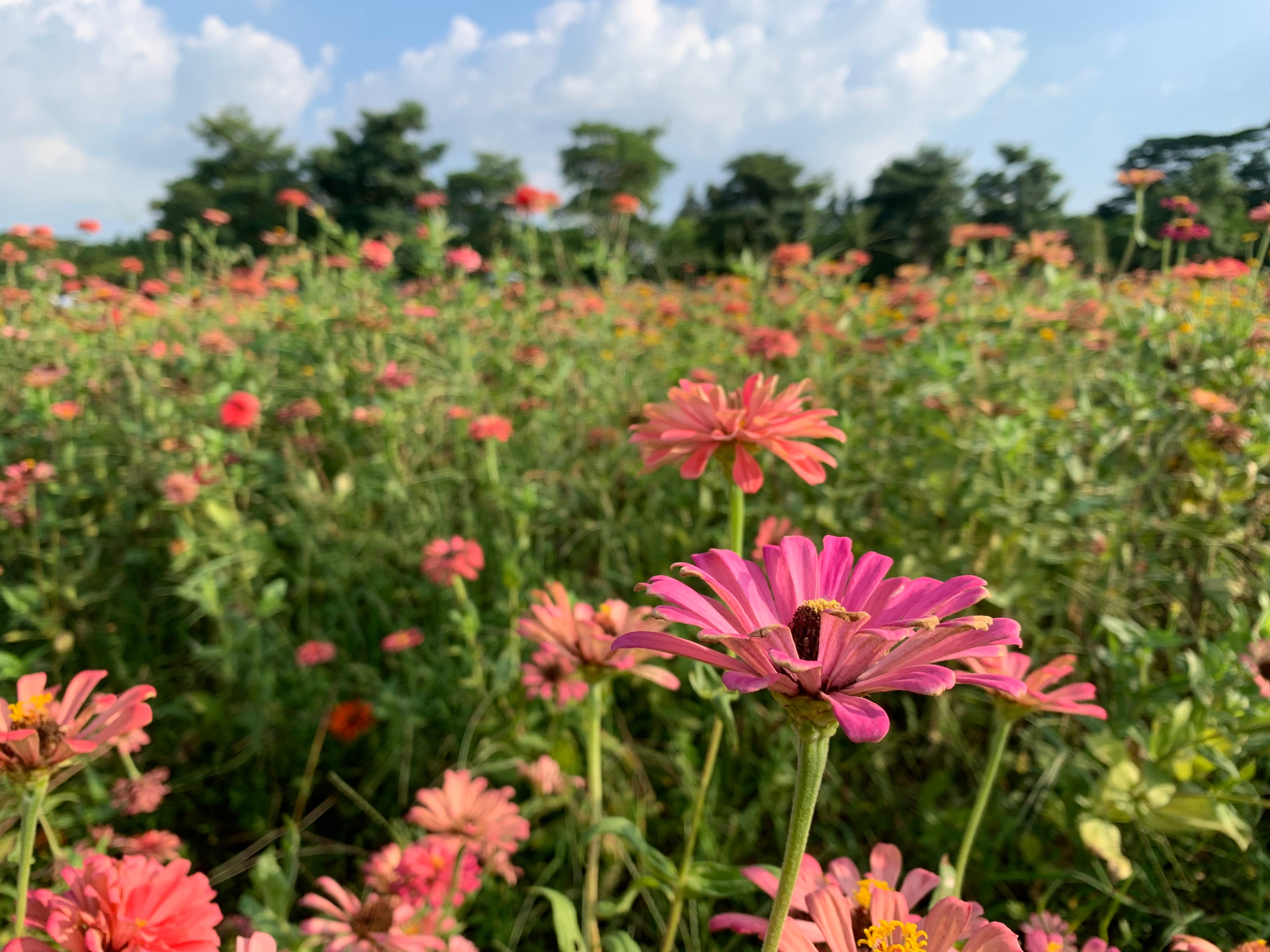2022海珠湖公园春节游玩,海珠湖湿地公园最佳游玩时间
