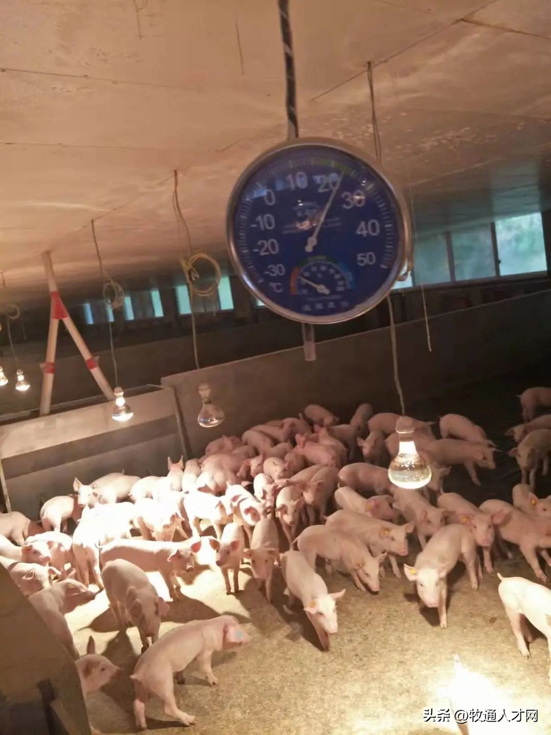 猪场场长竞聘报告,猪场场长工作