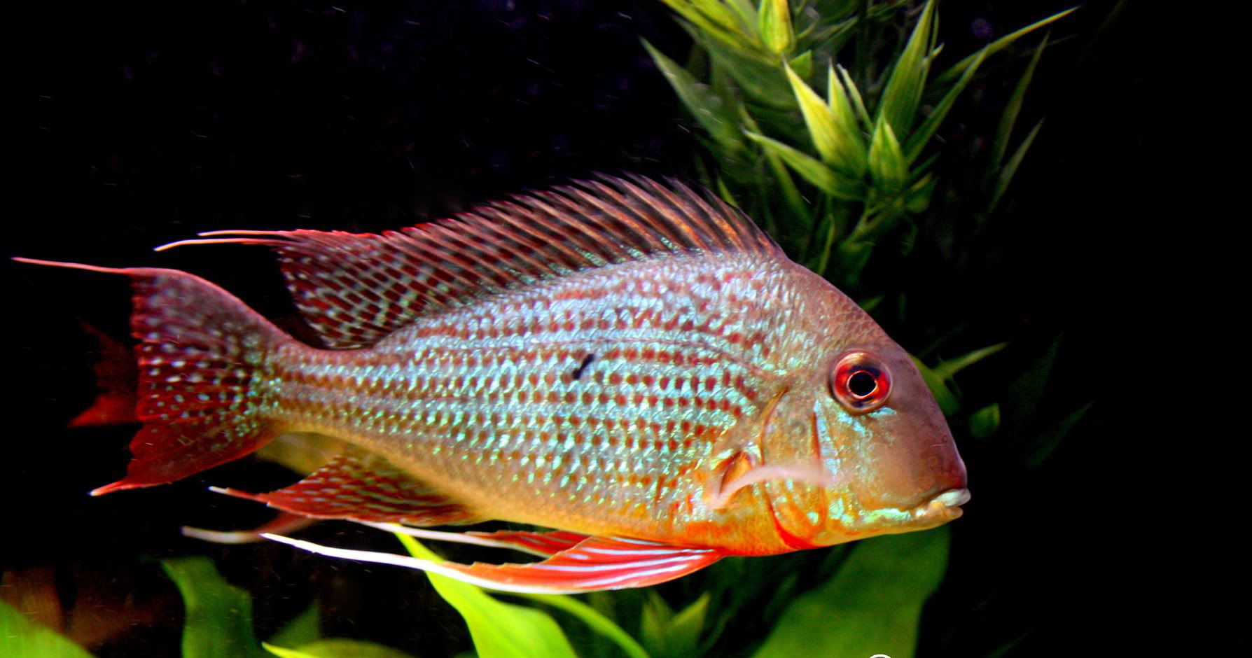 清洁鱼有什么用,冷清洁鱼有哪些