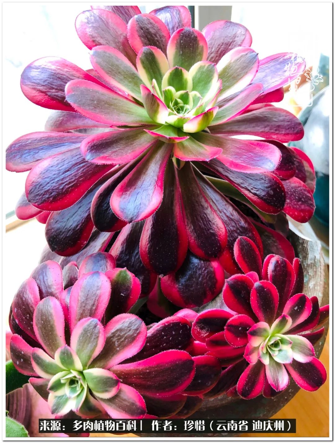 给生命一份淡然还岁月一份从容,给生命留一份洒脱的话