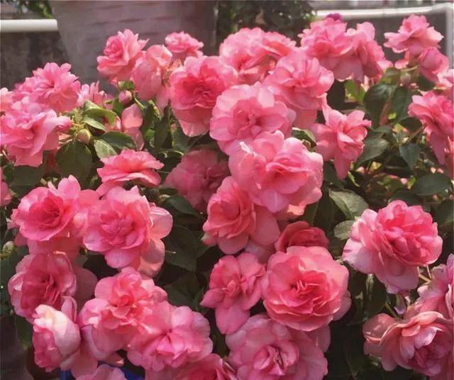 每日一根花卉植物,每日一植