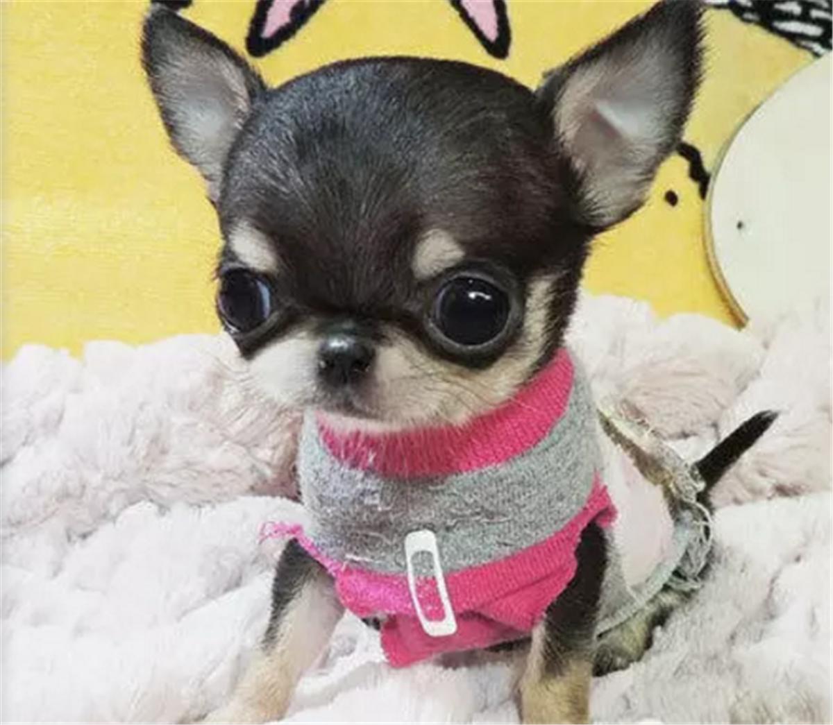 吉娃娃值多少钱一只,吉娃娃价值多少钱