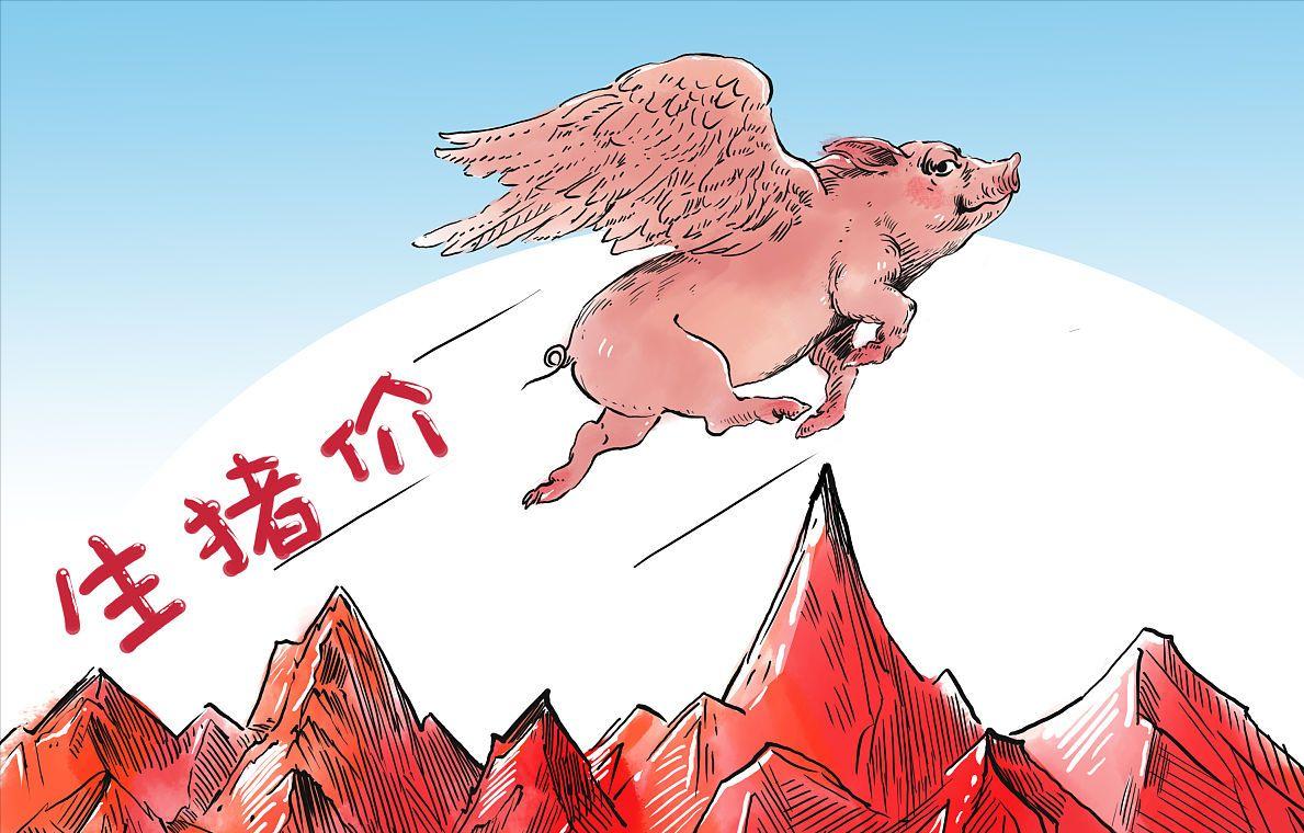 猪价暴跌后骤涨元旦前猪价预测,猪价一跌一涨未来猪价还会下跌吗