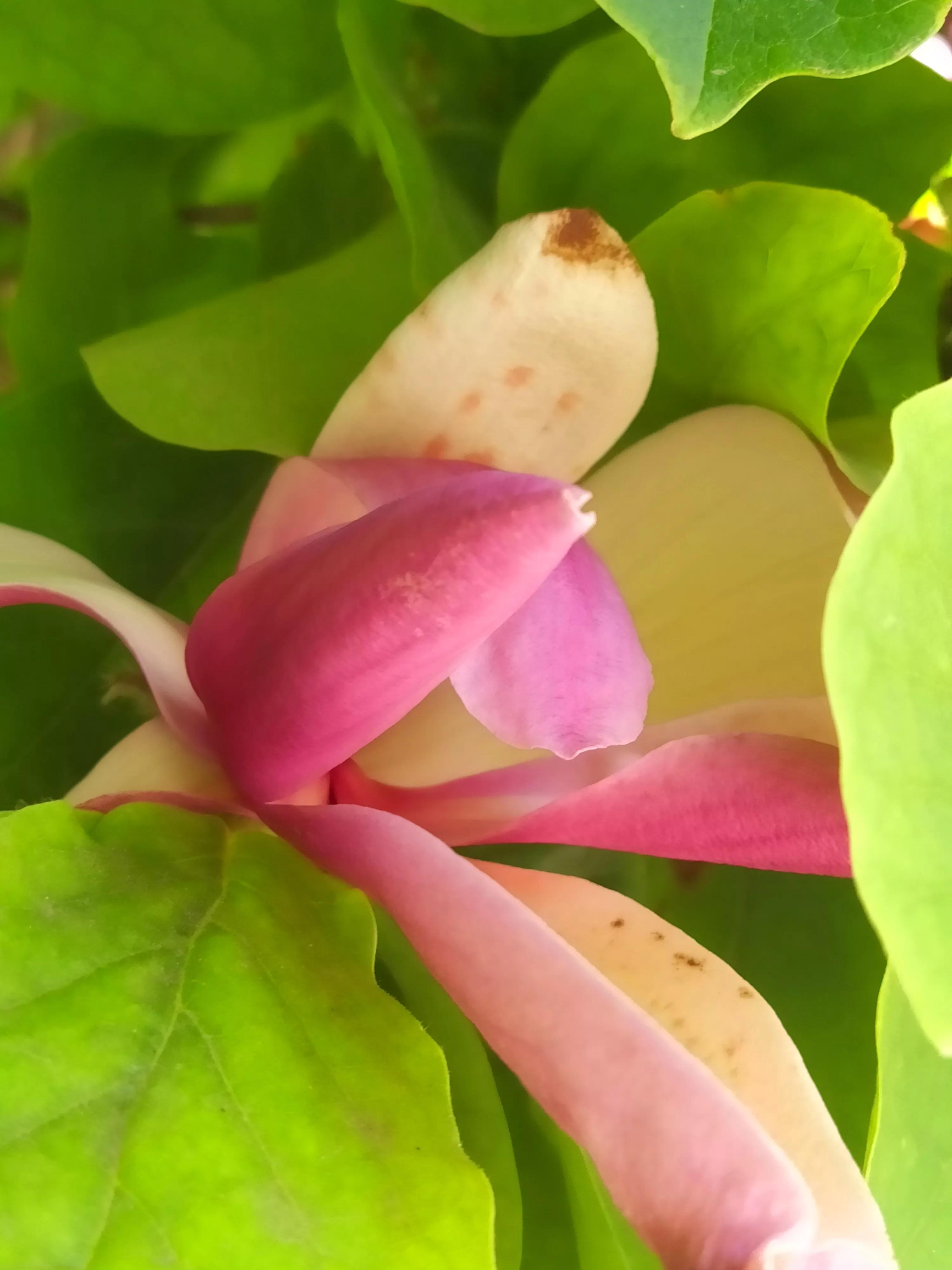 玉兰花不是春天开花吗,玉兰花在冬季和早春开花