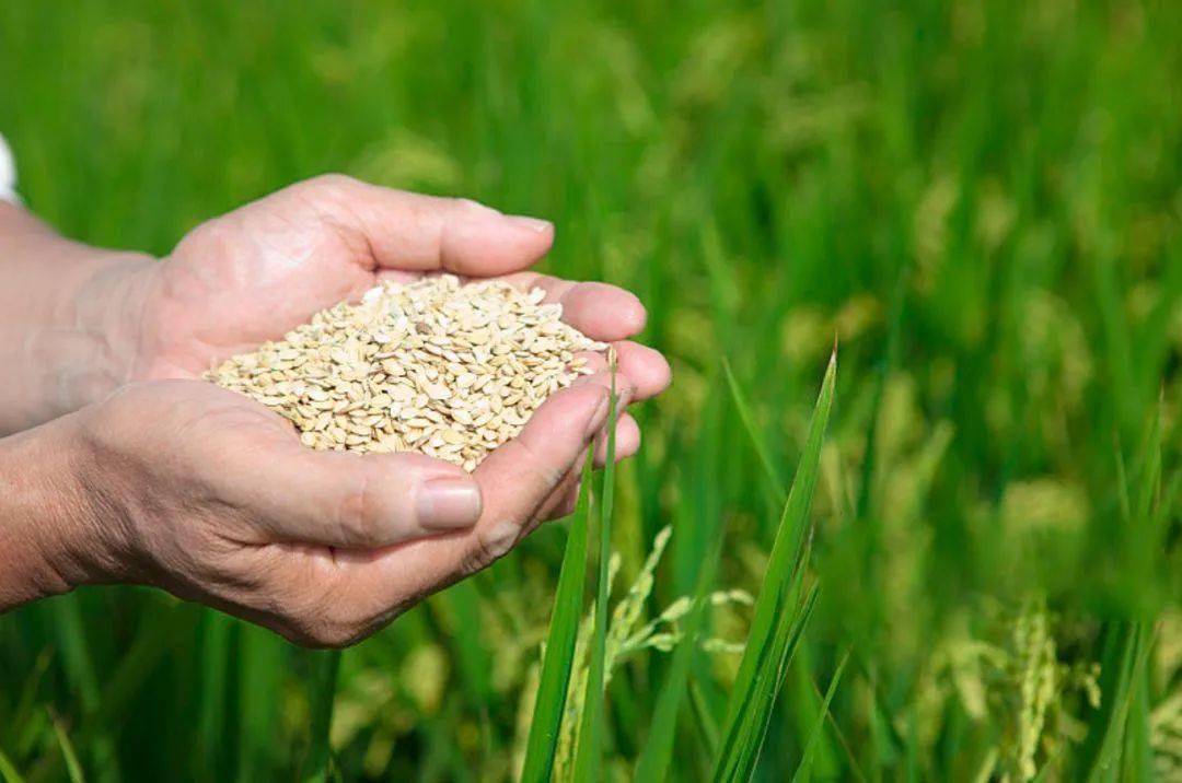 粮食工程专业,粮食工程技术与管理专业