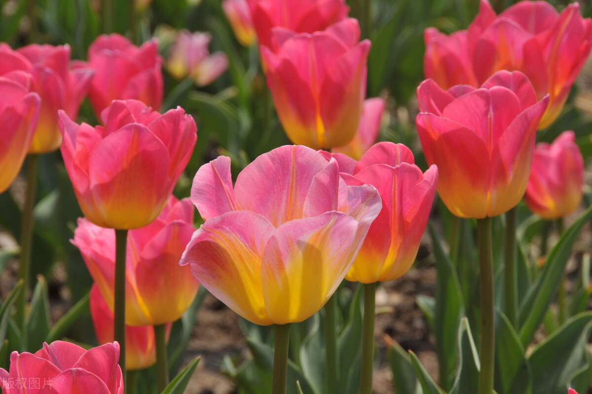 郁金香代表浪漫和永远,郁金香是表示友谊长久吗