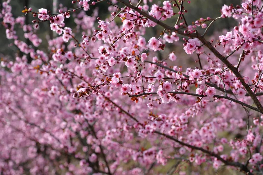 济南南部山区红叶谷旅游攻略,济南红叶谷自驾游最佳路线图