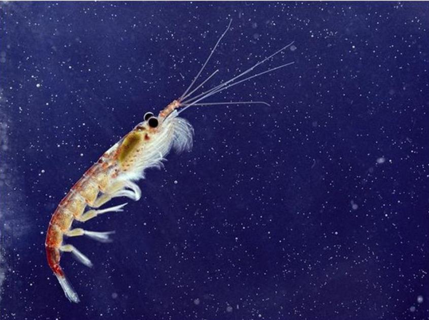 中国南极磷虾金矿,全球南极磷虾资源