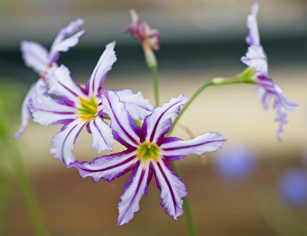 罕见漂亮的鲜花,全球最漂亮的鲜花
