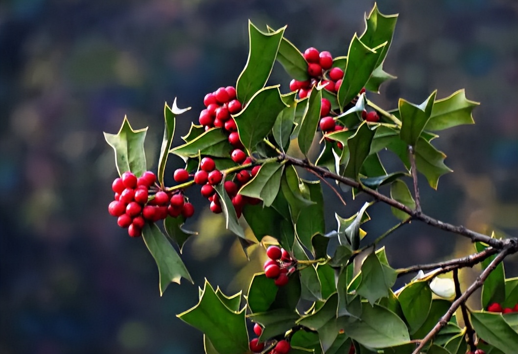 枸骨和十大功劳药用有何区别,枸骨与十大功劳的功效区别