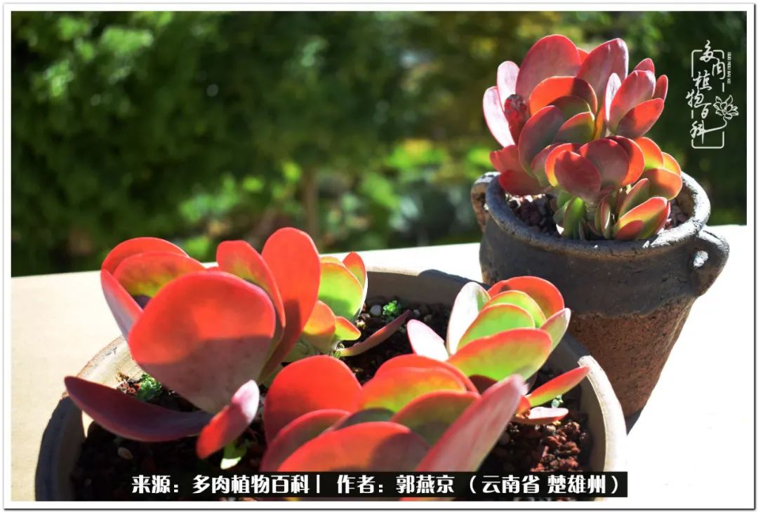 小院的多肉陪我度过春夏秋冬,好度夏又好过冬的多肉