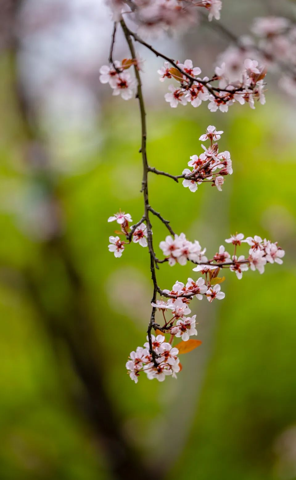 济南周边春天赏花全攻略,济南春日赏花攻略已送达