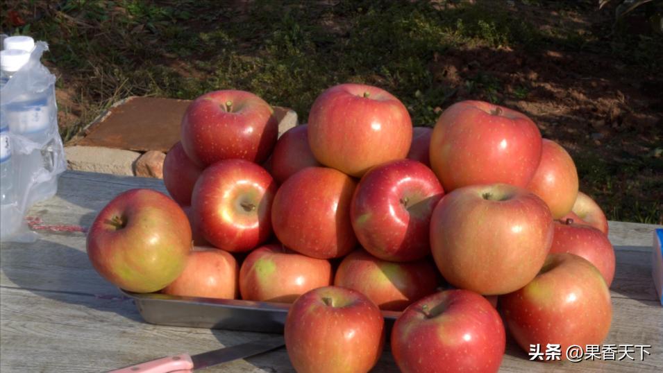你不买免套袋苹果，是因为穷，还是因为“药残”？